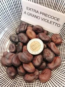 Extra Precoce a Grano Violetto lóbab - Hüvelyes különlegességek az Egzotikus Növények Stúdiójától